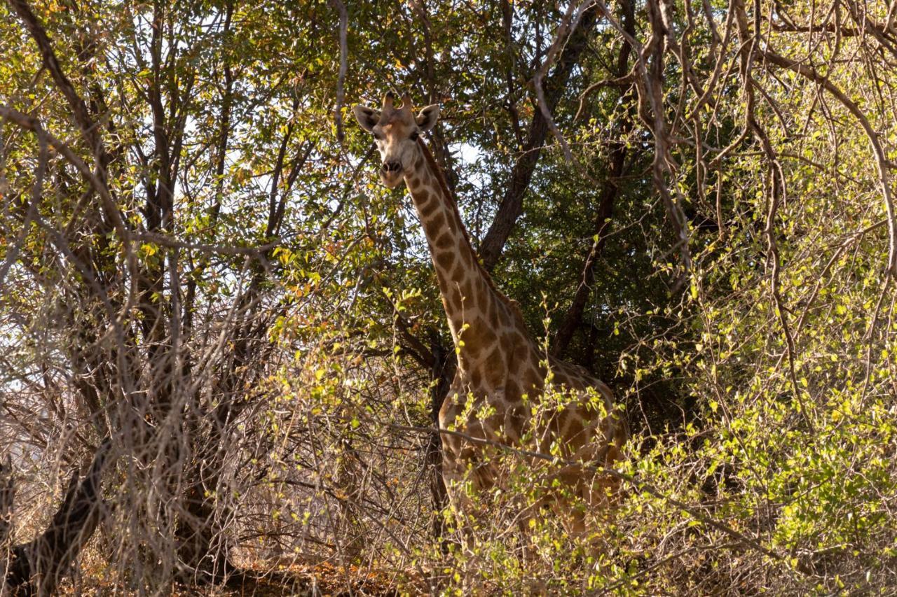 Ugab Game Farm & Lodge Vingerklip Εξωτερικό φωτογραφία